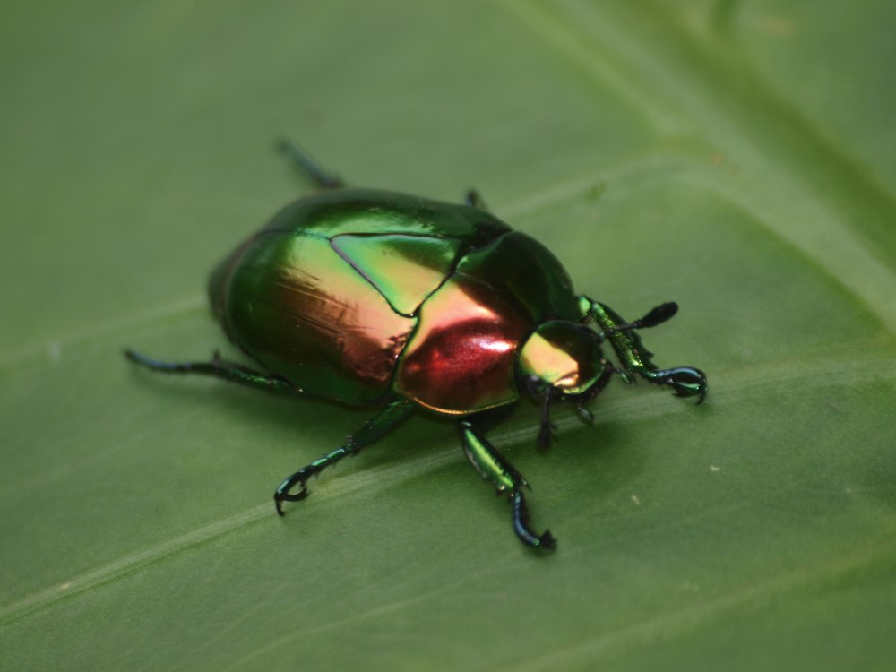 OLYMPUS DIGITAL CAMERA