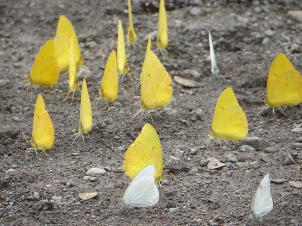 Barrigona 2016 008.JPG